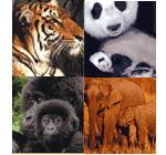 WWF Italia - Adotta un animale