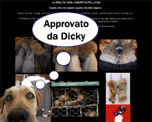 Pellicce - La realt� degli inserti di pelliccia